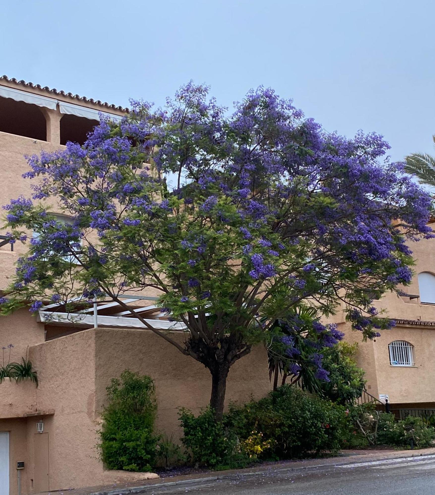 Apartamento Hacienda El Palmeral Puerto Banus Μαρμπέλλα Εξωτερικό φωτογραφία